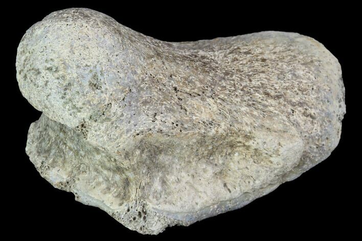 Hadrosaur Foot Bone - Alberta (Disposition #-) #100500